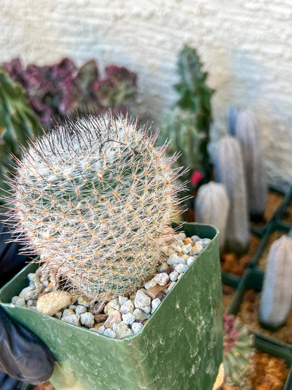 Garden MAMMILLARIA HAHNIANA | (C3) (G11) | 3.5Pot