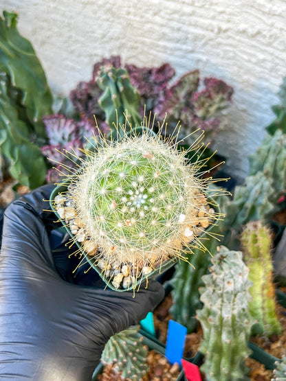 Mammillaria magnifica | (C3) (G10) | 3.5Pot
