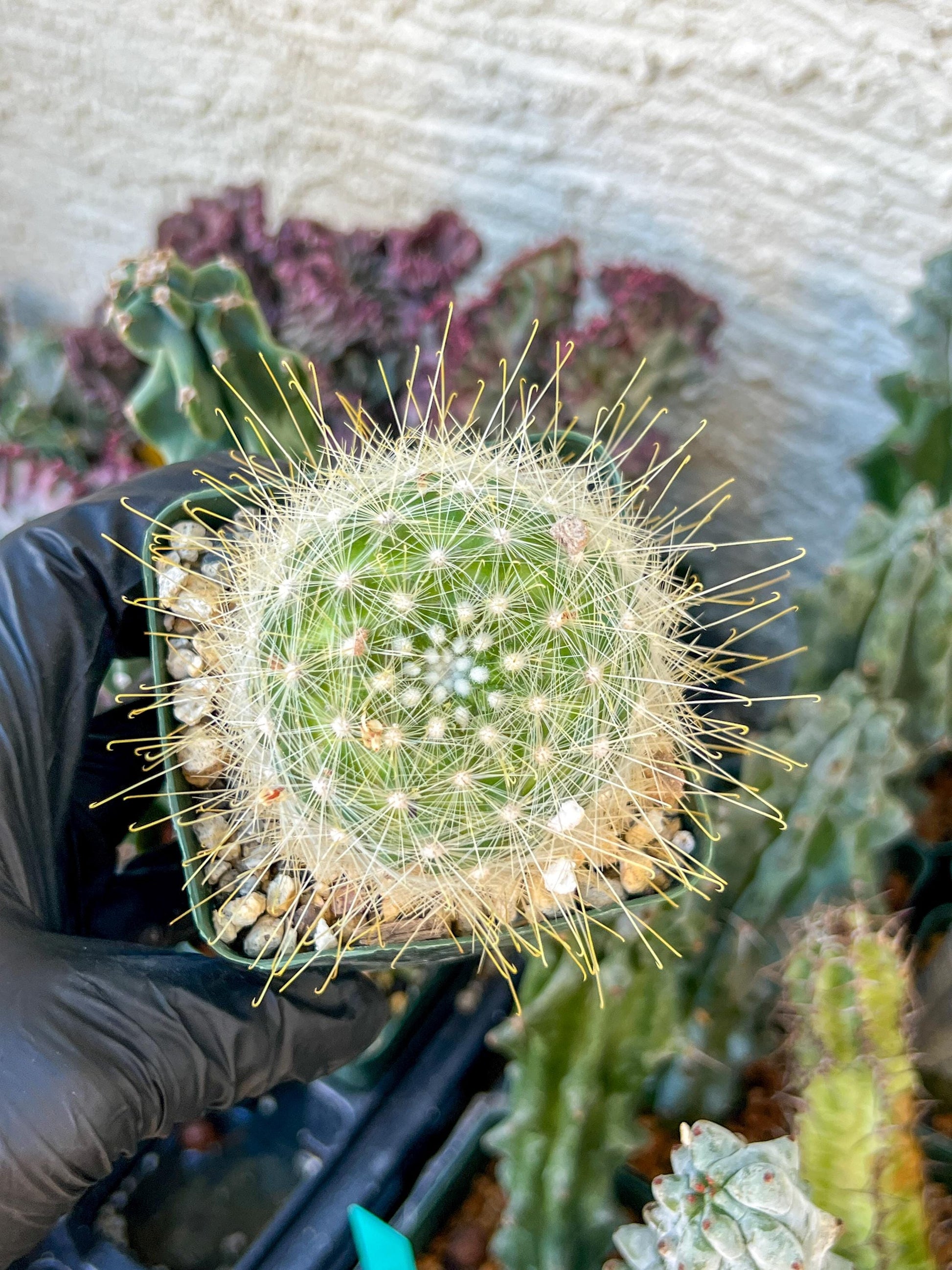 Mammillaria magnifica | (C3) (G10) | 3.5Pot