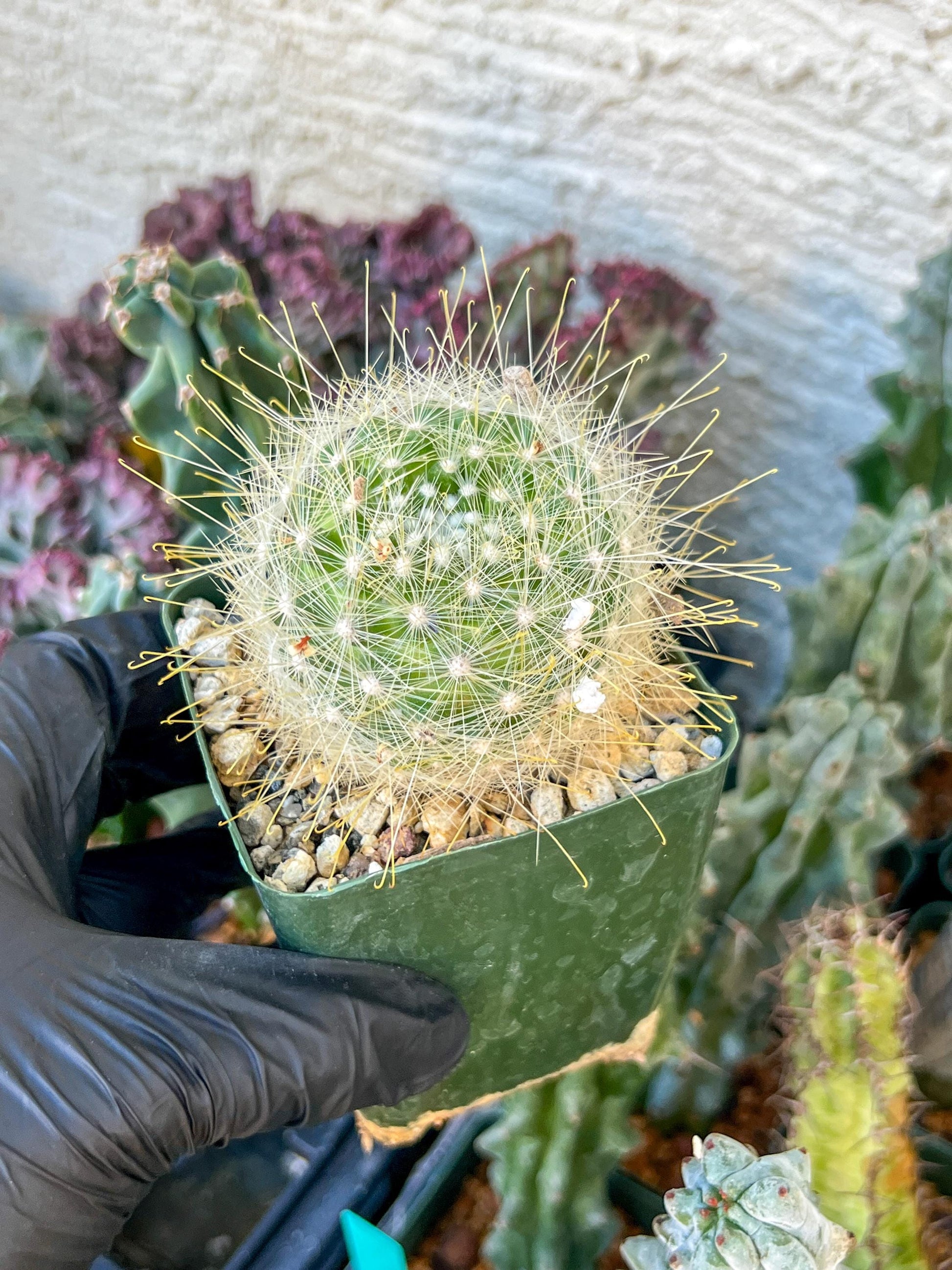 Mammillaria magnifica | (C3) (G10) | 3.5Pot