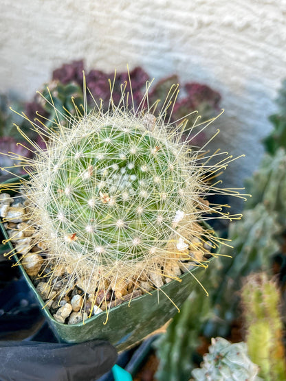 Mammillaria magnifica | (C3) (G10) | 3.5Pot