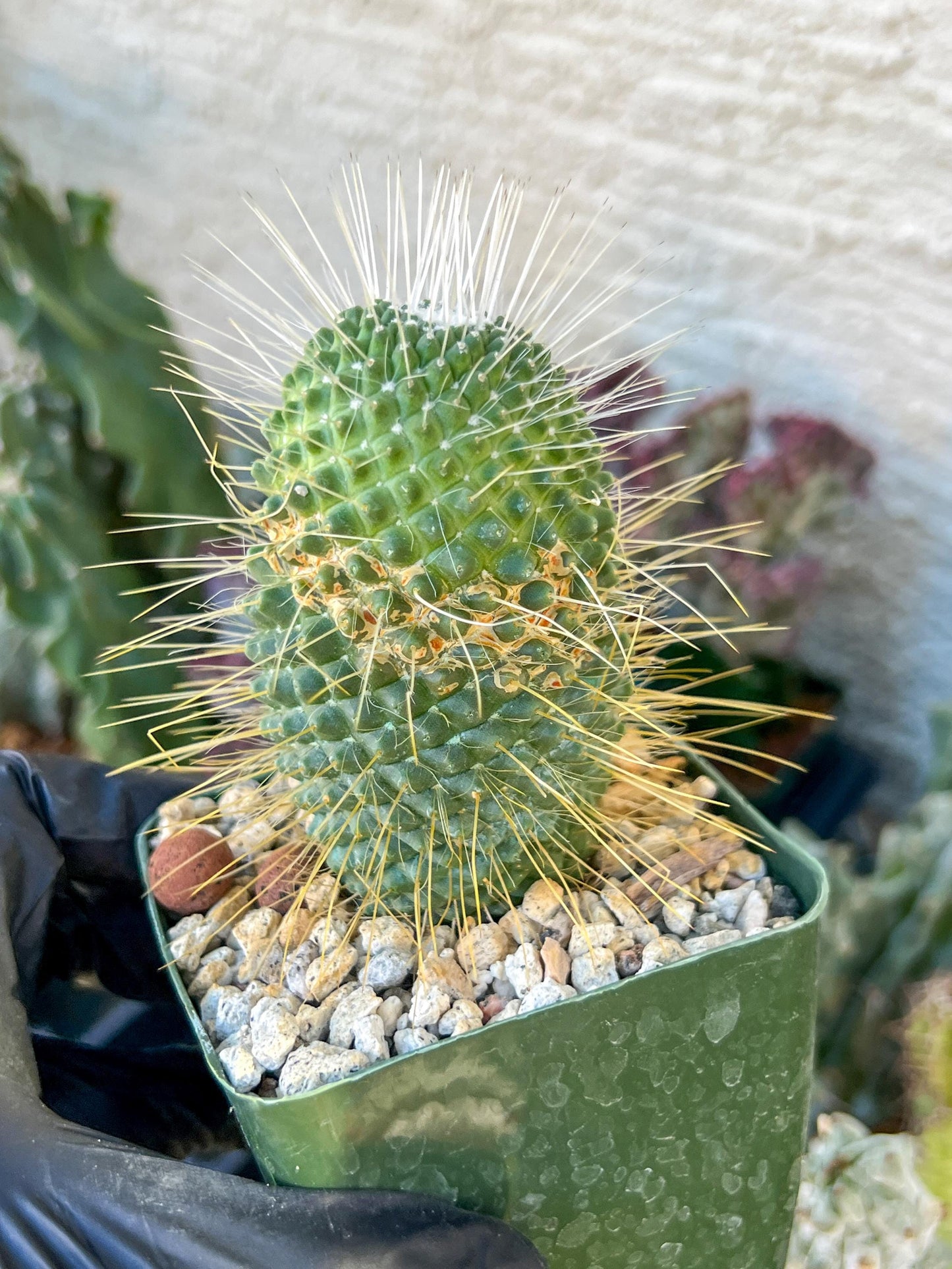 Mammillaria spinosissima “Un Pico” | (C3) (G9) | 3.5Pot