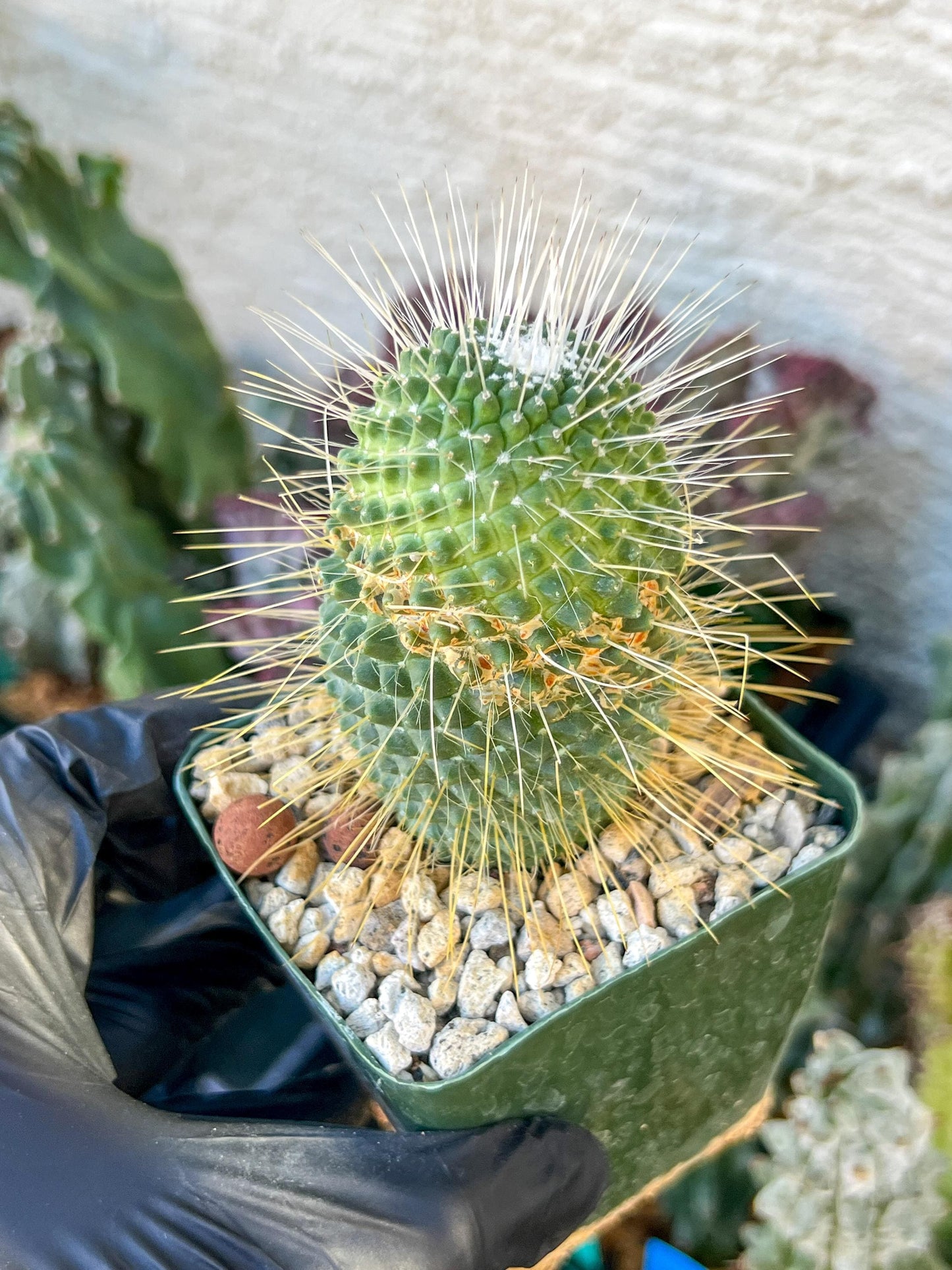 Mammillaria spinosissima “Un Pico” | (C3) (G9) | 3.5Pot