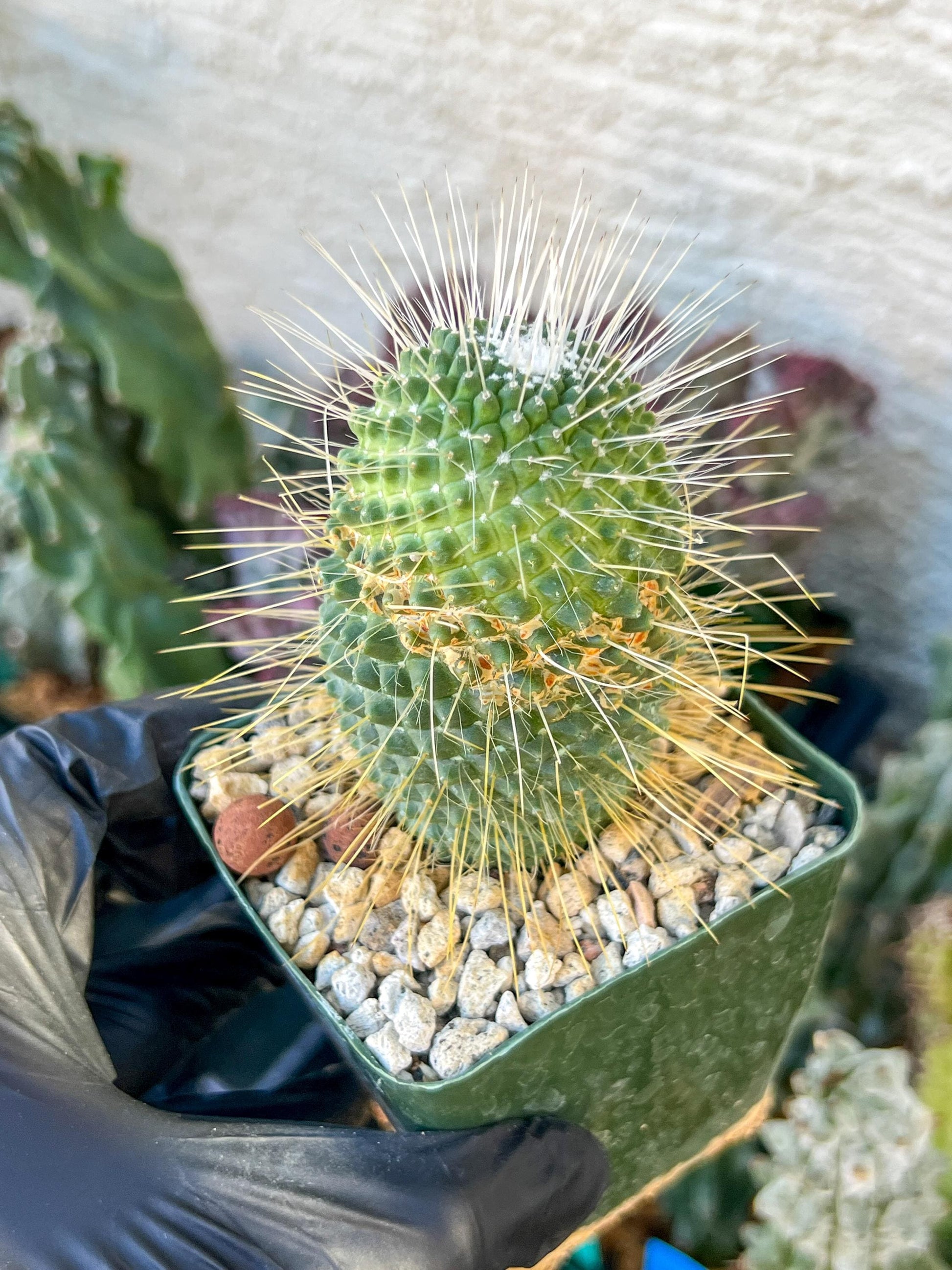 Mammillaria spinosissima “Un Pico” | (C3) (G9) | 3.5Pot