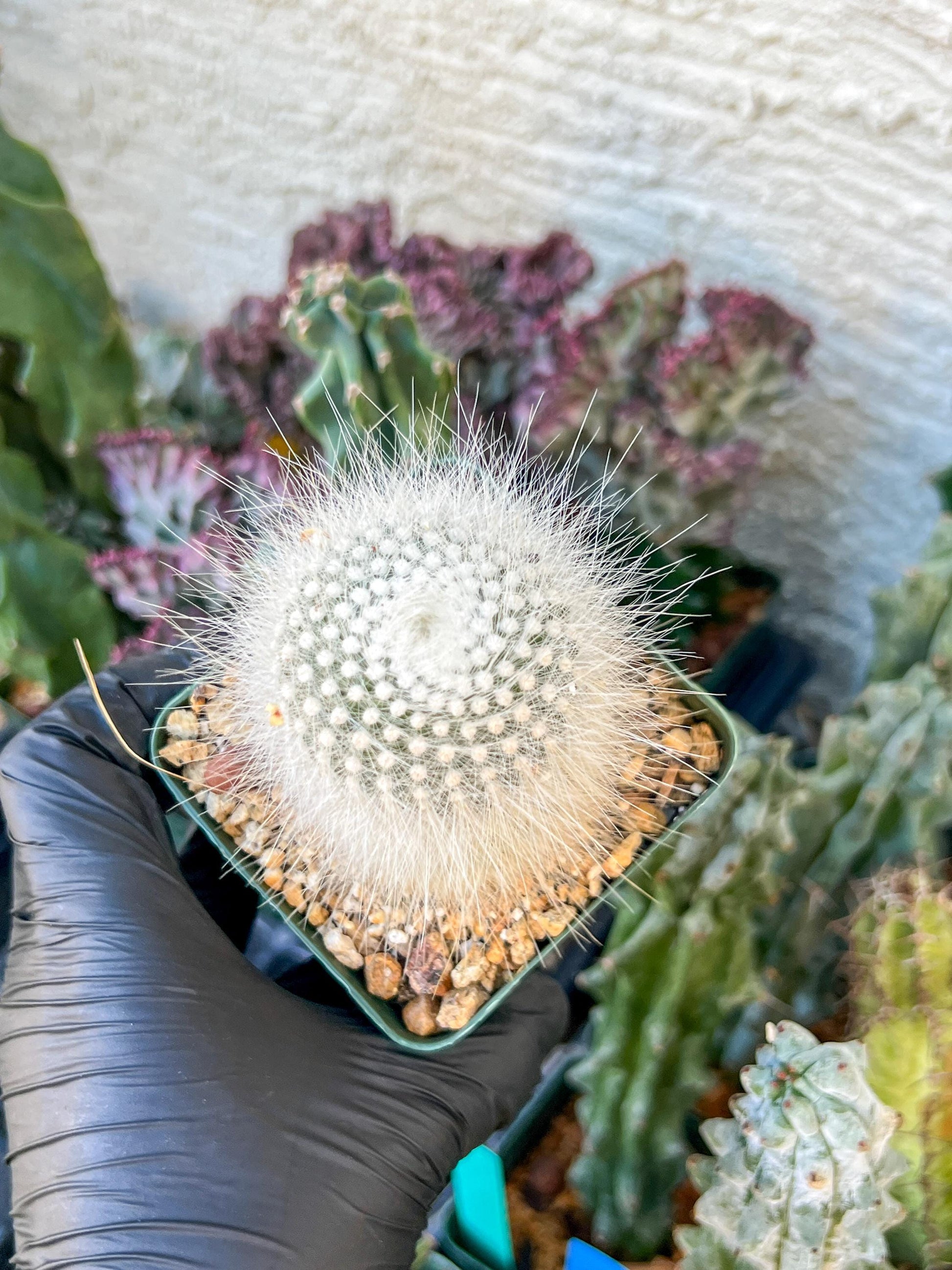 Notocactus Rudibuenekeri Albissimo | (C3) (G8) | 3.5Pot