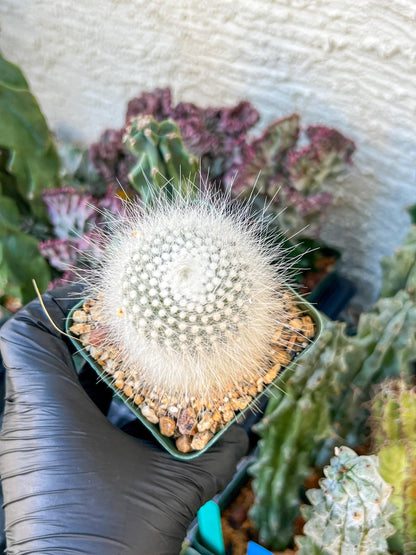 Notocactus Rudibuenekeri Albissimo | (C3) (G8) | 3.5Pot