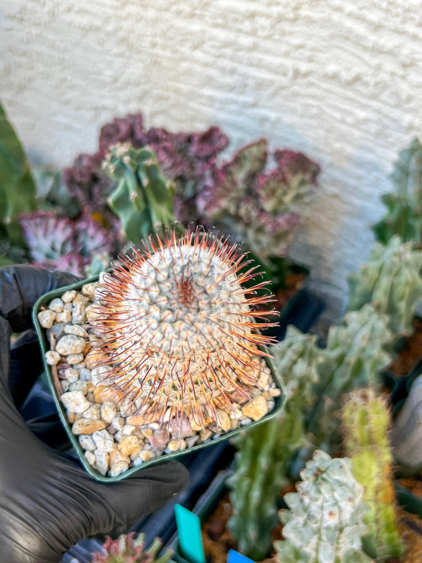 Big Mammillaria perezdelarosae | (C3) (G7) | 3.5Pot