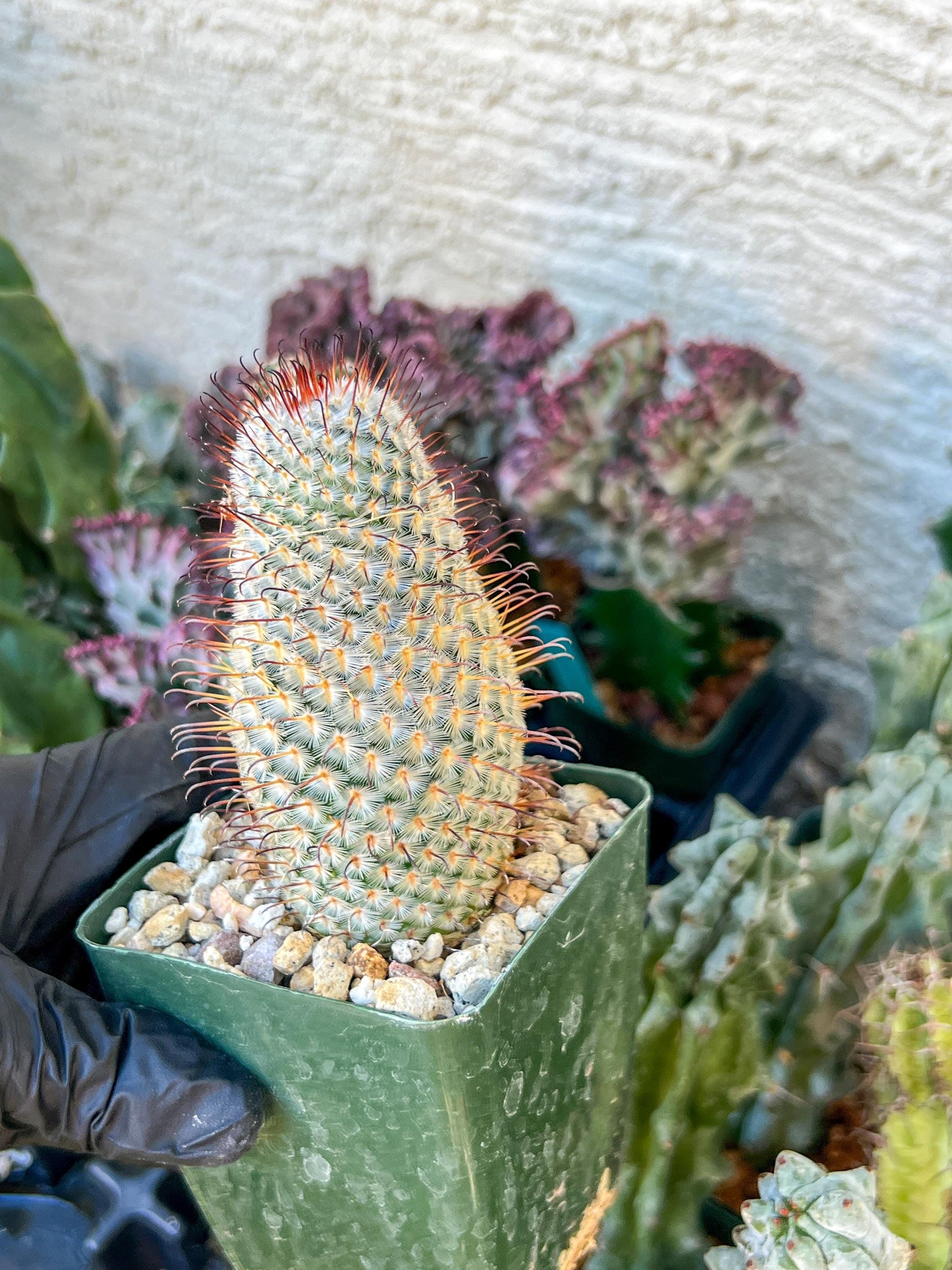 Big Mammillaria perezdelarosae | (C3) (G7) | 3.5Pot