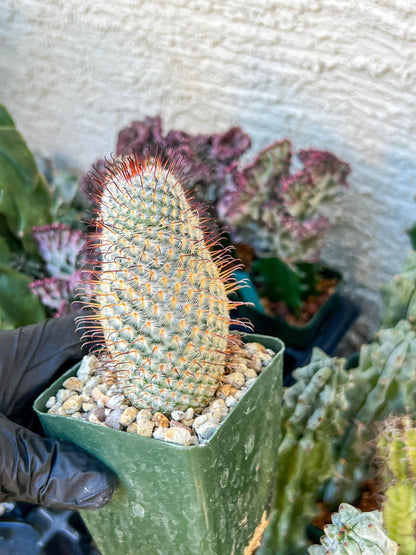 Big Mammillaria perezdelarosae | (C3) (G7) | 3.5Pot