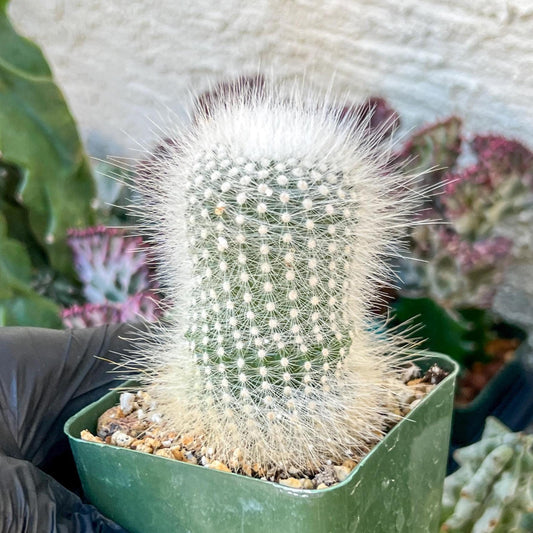 Notocactus Rudibuenekeri Albissimo | (C3) (G8) | 3.5Pot