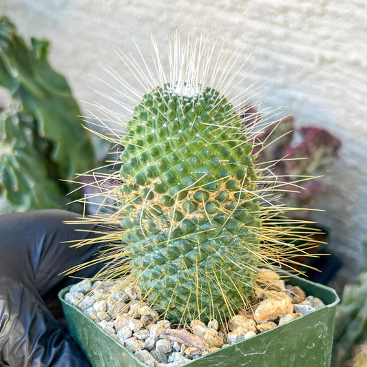 Mammillaria spinosissima “Un Pico” | (C3) (G9) | 3.5Pot
