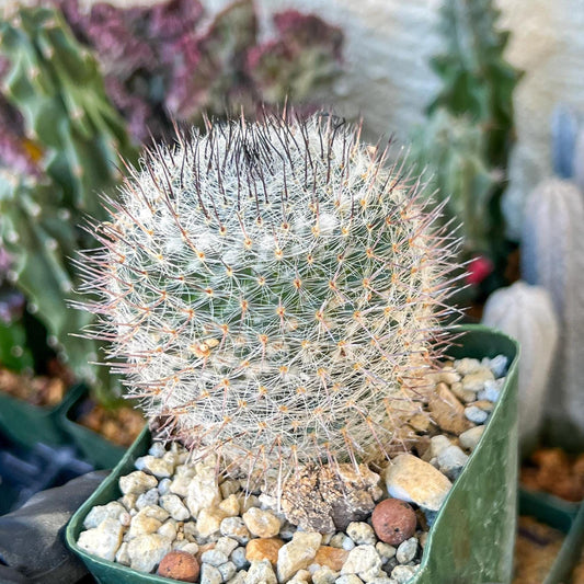 Garden MAMMILLARIA HAHNIANA | (C3) (G11) | 3.5Pot