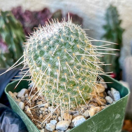 Mammilaria Geminisoina | (C3) (G6) | 3.5Pot