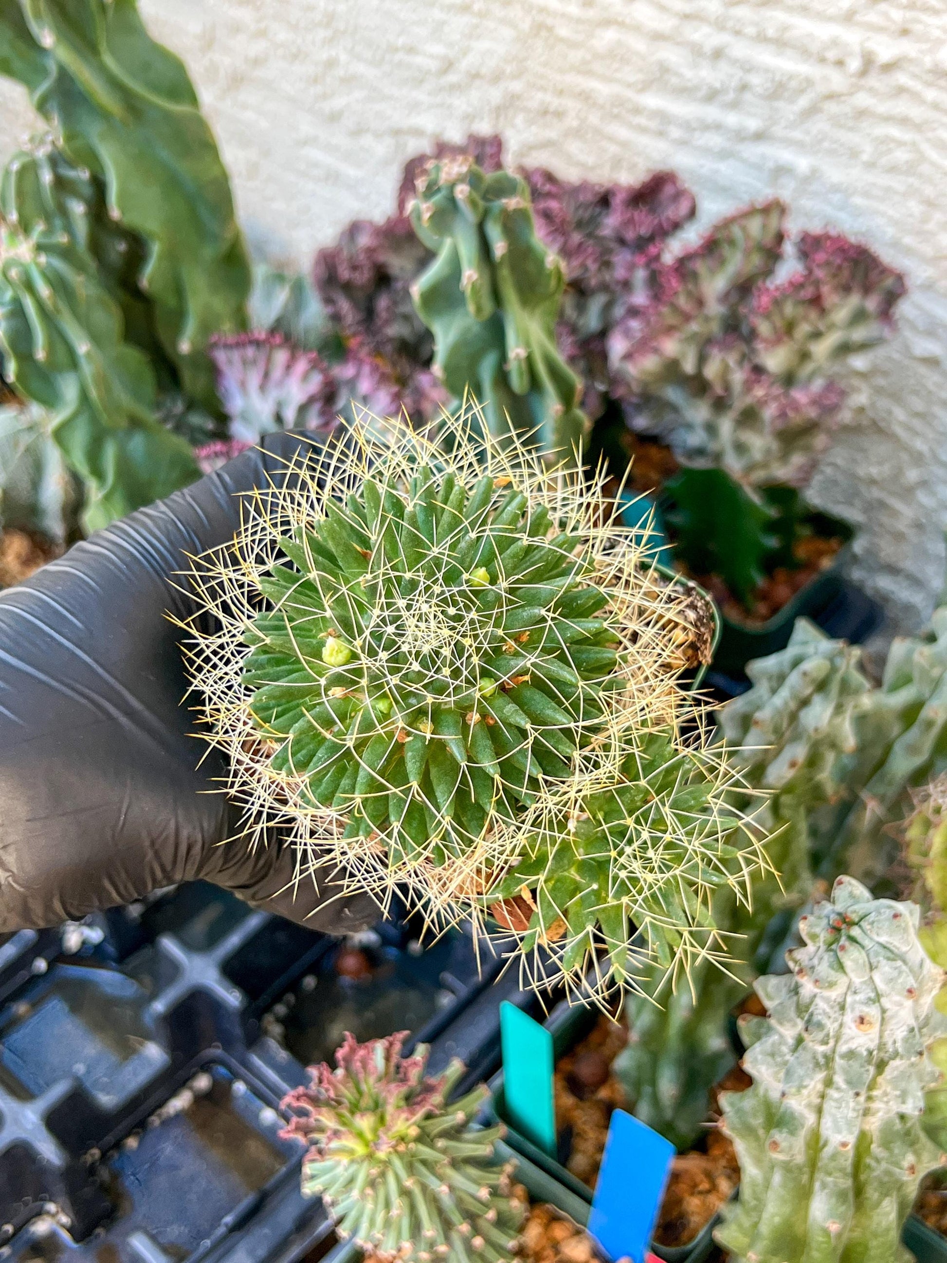 Big Mammilaria Camptrotricha Marnier | (C3) (r5) | 3.5Pot