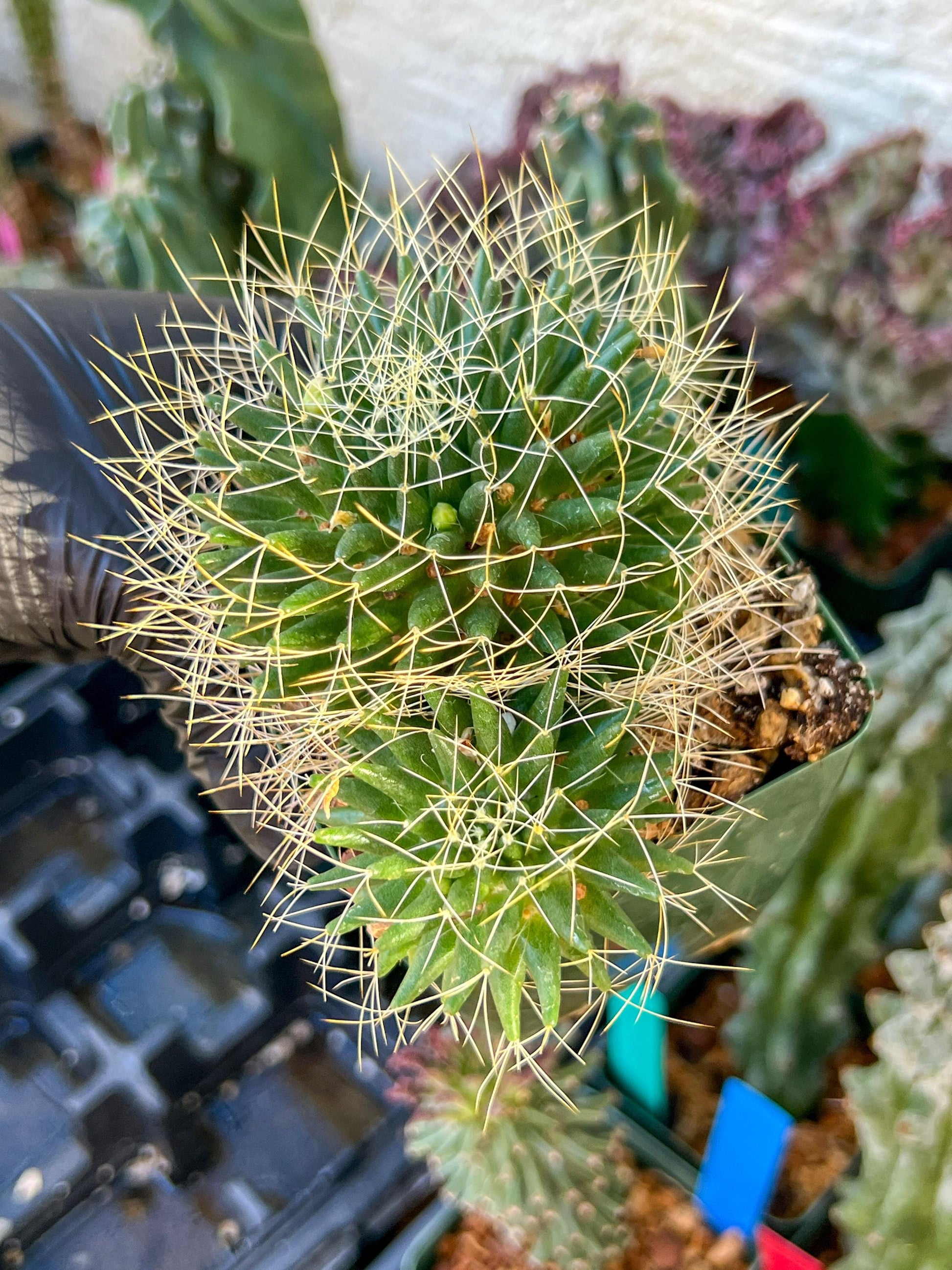 Big Mammilaria Camptrotricha Marnier | (C3) (r5) | 3.5Pot
