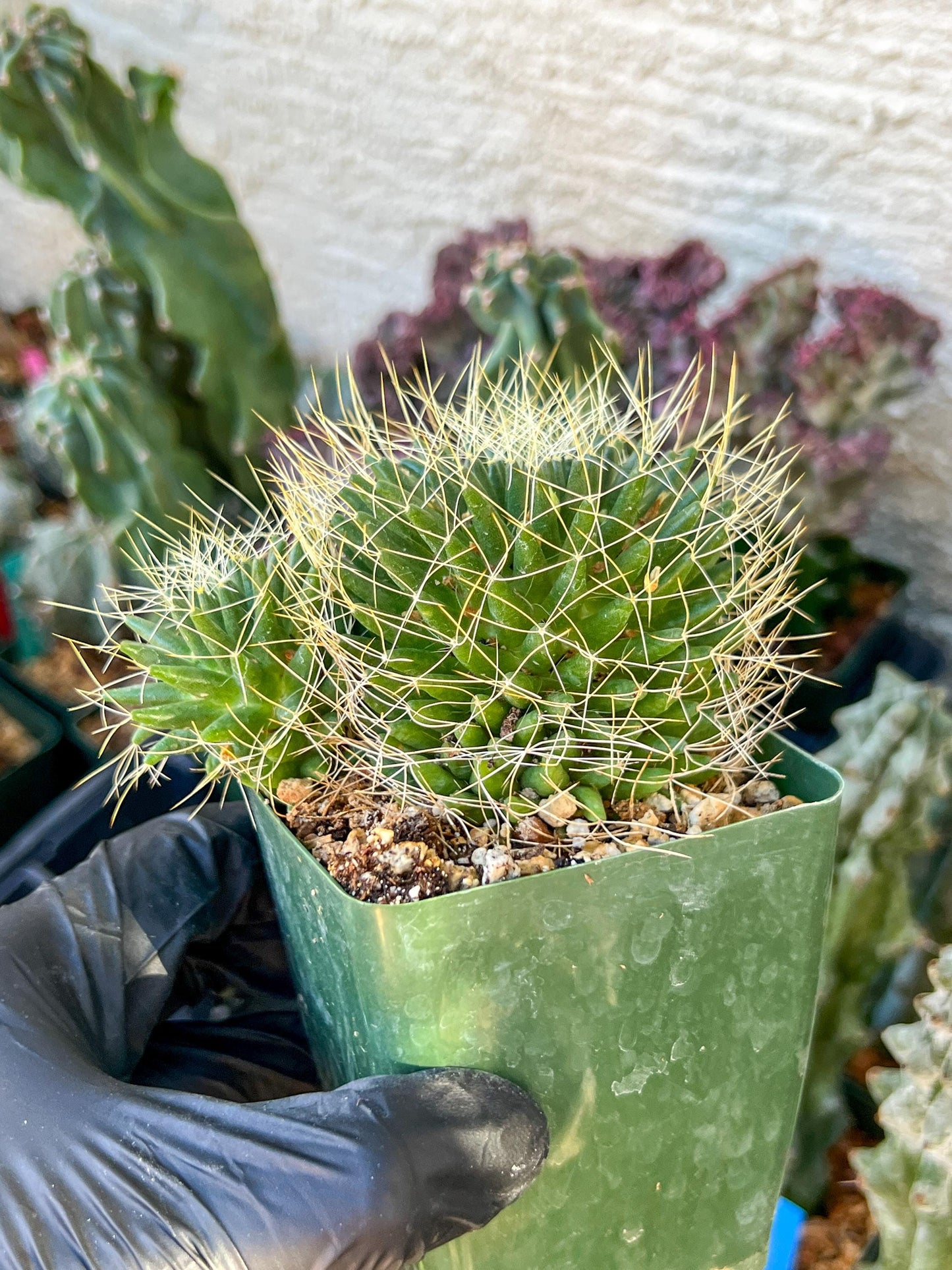 Big Mammilaria Camptrotricha Marnier | (C3) (r5) | 3.5Pot