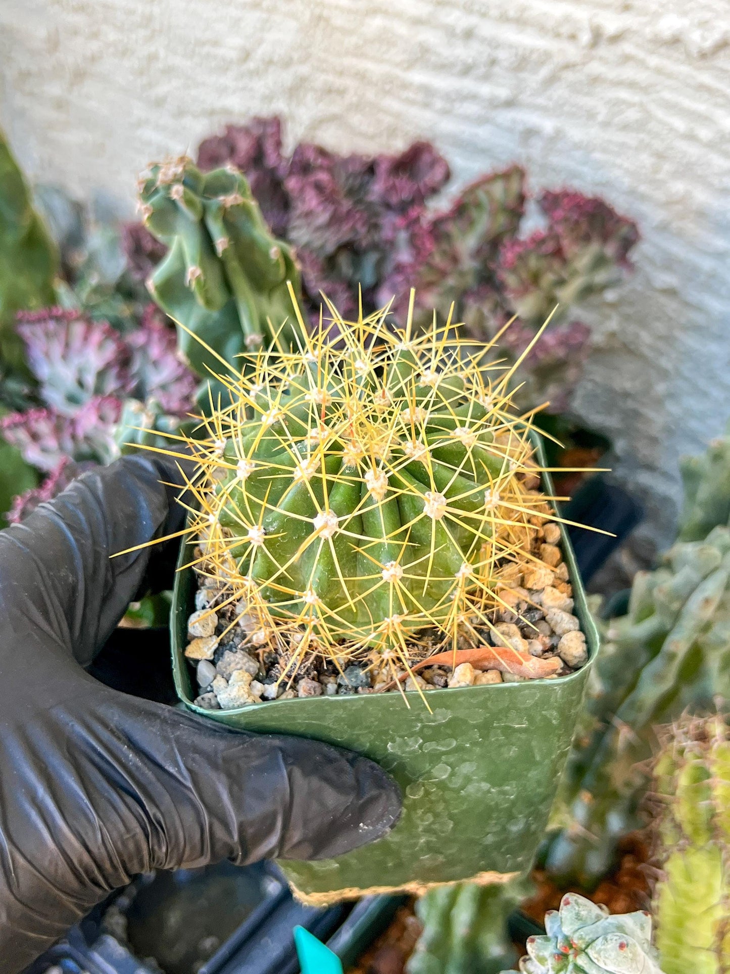 Ferocactus Pottsii Alamosanus | (C3) (r1) | 3.5Pot