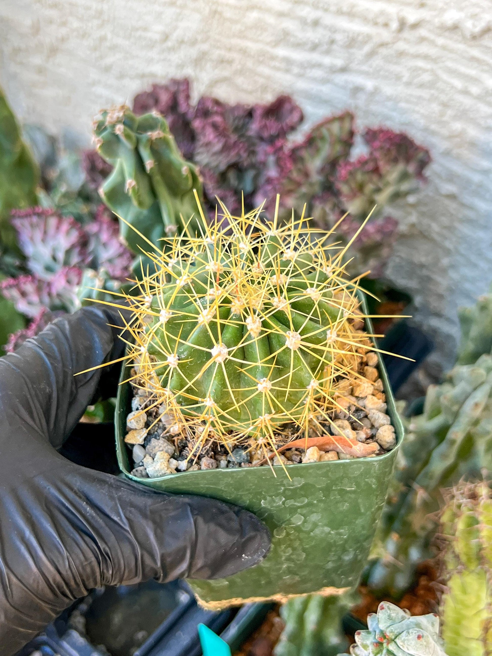 Ferocactus Pottsii Alamosanus | (C3) (r1) | 3.5Pot