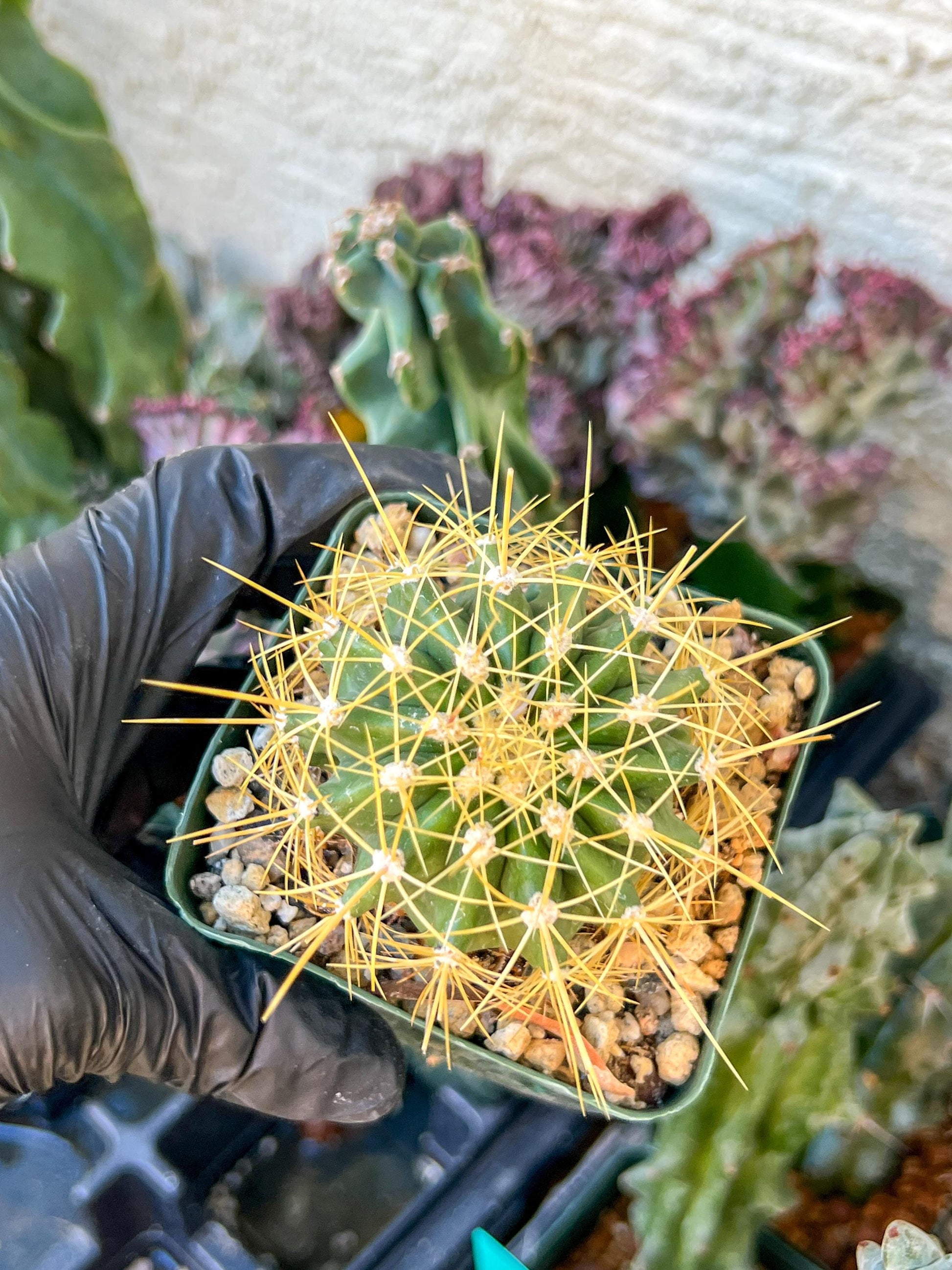 Ferocactus Pottsii Alamosanus | (C3) (r1) | 3.5Pot