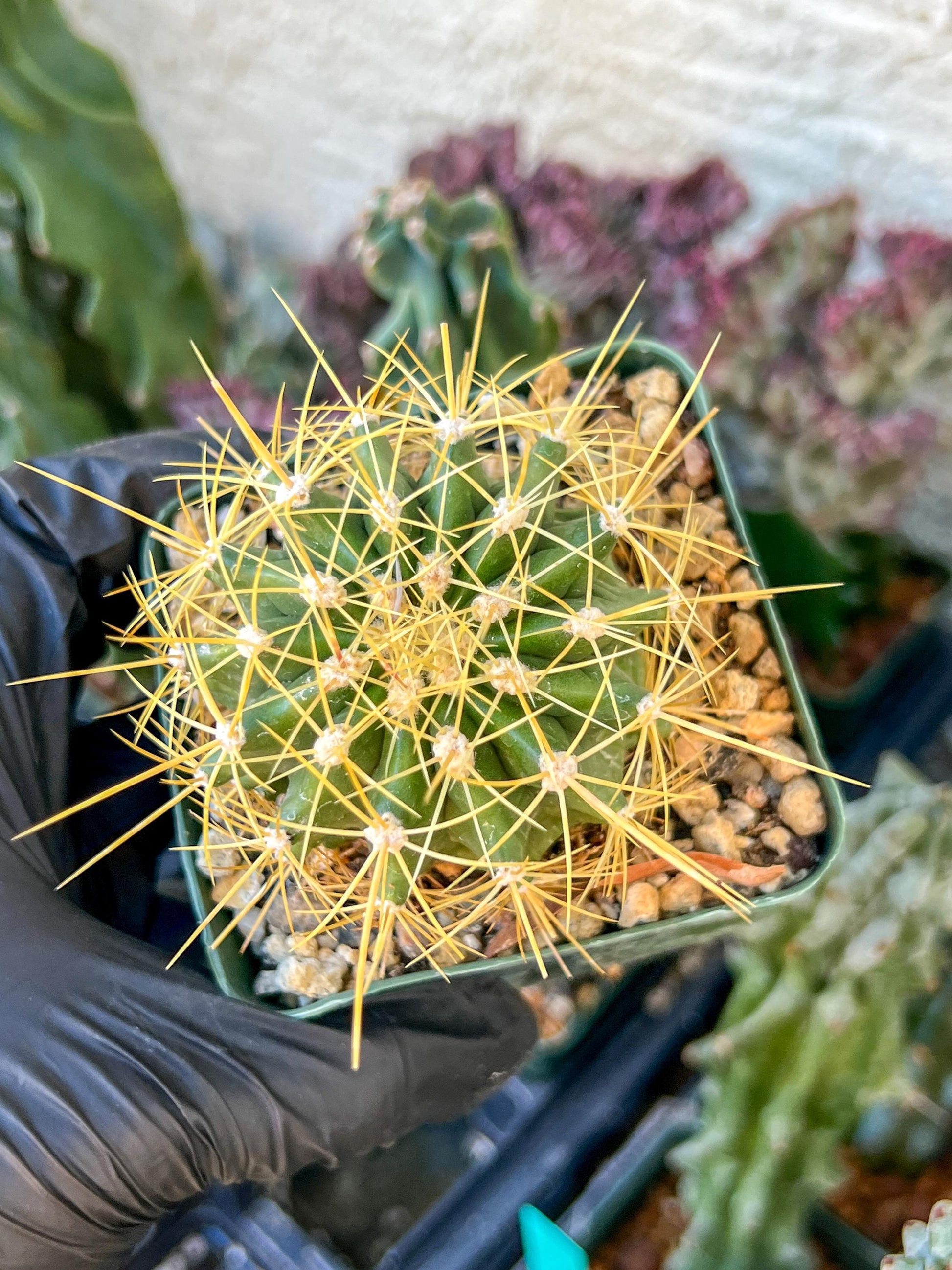 Ferocactus Pottsii Alamosanus | (C3) (r1) | 3.5Pot