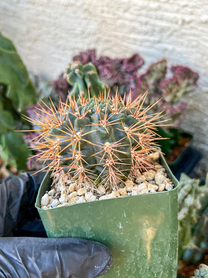 gymnocalycium neuhuberi | (C3) (r3) | 3.5Pot
