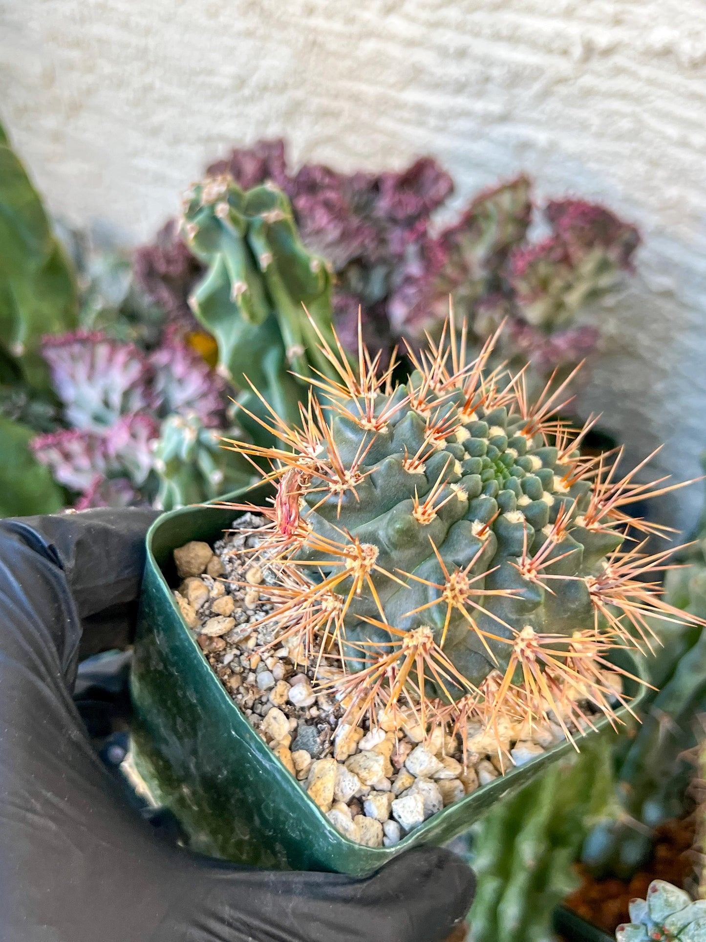 gymnocalycium neuhuberi | (C3) (r3) | 3.5Pot