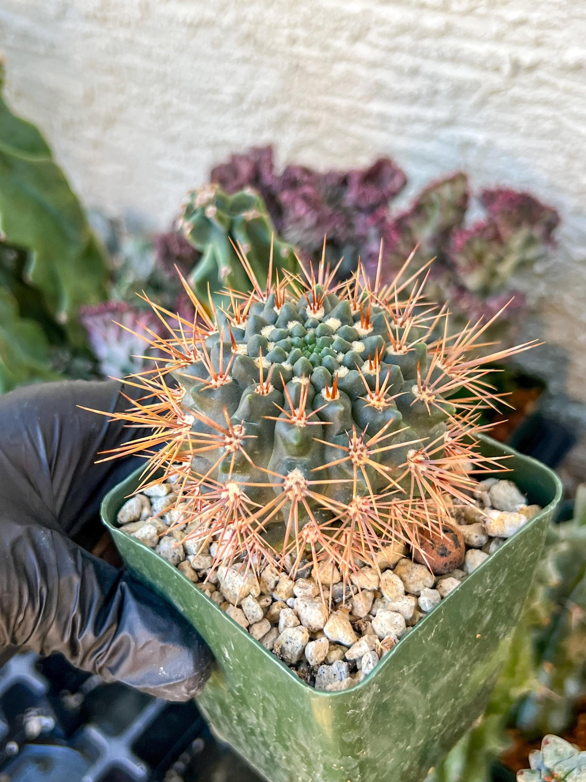 gymnocalycium neuhuberi | (C3) (r3) | 3.5Pot