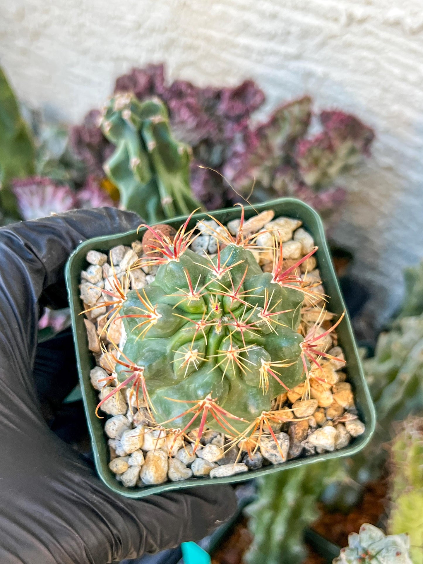 Ferocactus Viridescebs V Orcuttii Valle | (C3) (r2) | 3.5Pot