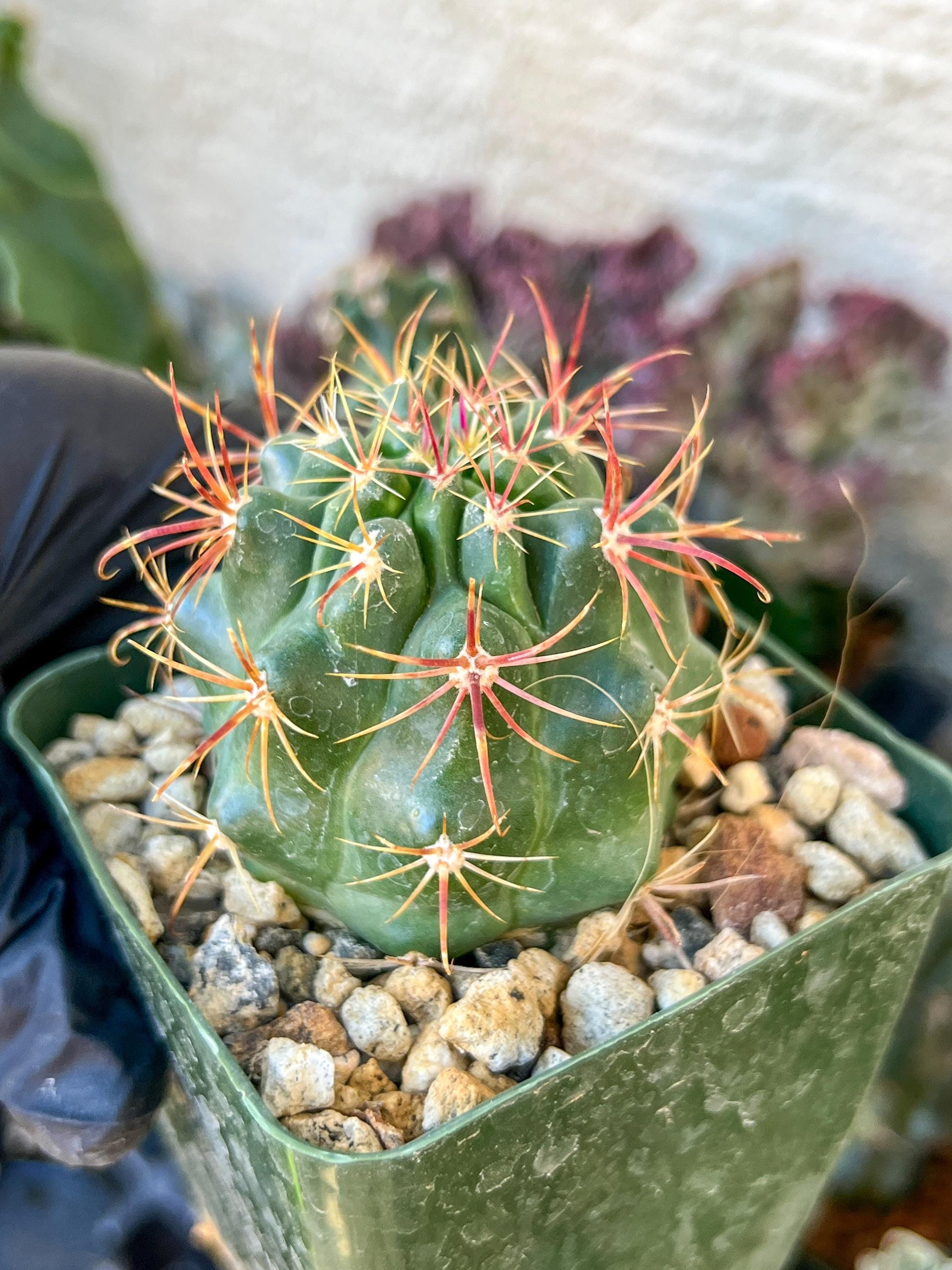 Ferocactus Viridescebs V Orcuttii Valle | (C3) (r2) | 3.5Pot