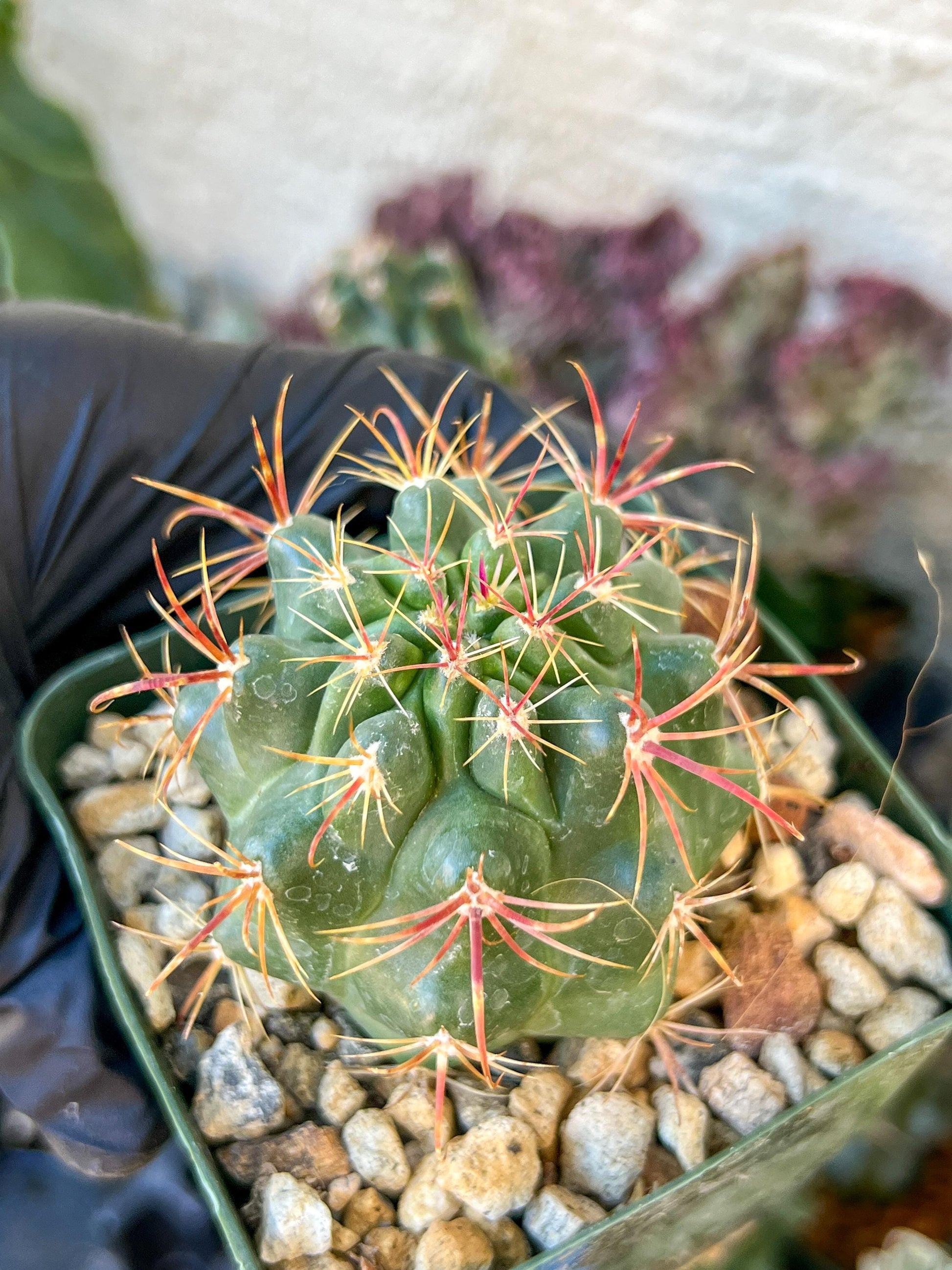 Ferocactus Viridescebs V Orcuttii Valle | (C3) (r2) | 3.5Pot
