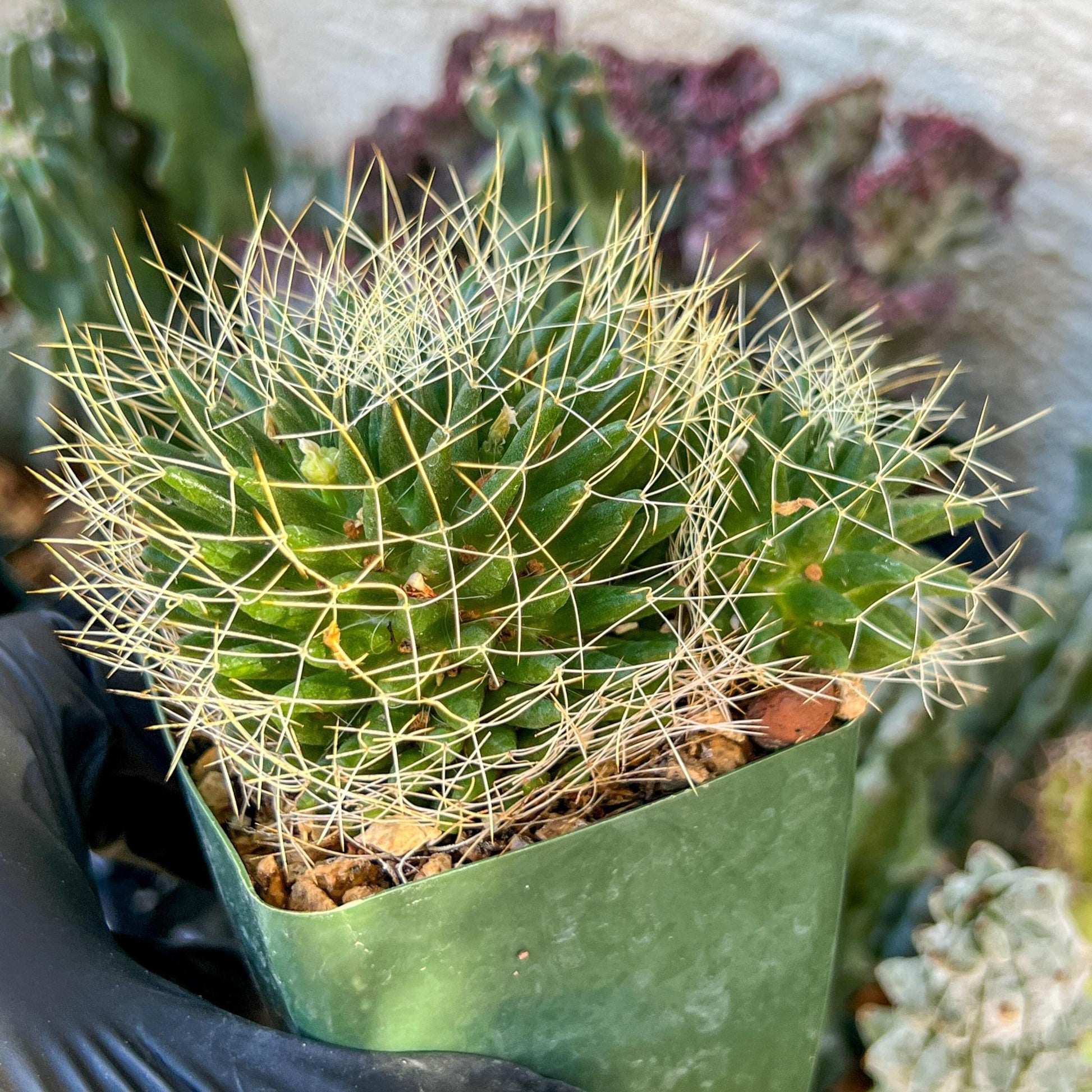 Big Mammilaria Camptrotricha Marnier | (C3) (r5) | 3.5Pot