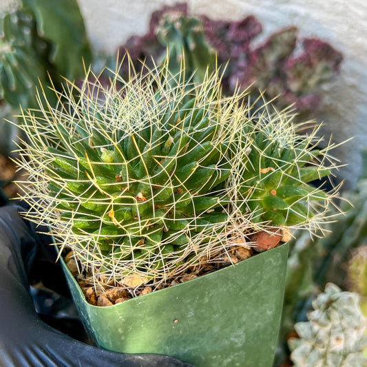 Big Mammilaria Camptrotricha Marnier | (C3) (r5) | 3.5Pot