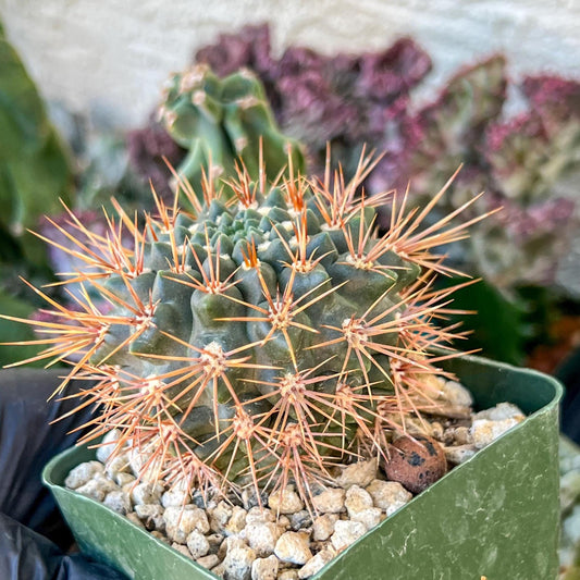 gymnocalycium neuhuberi | (C3) (r3) | 3.5Pot