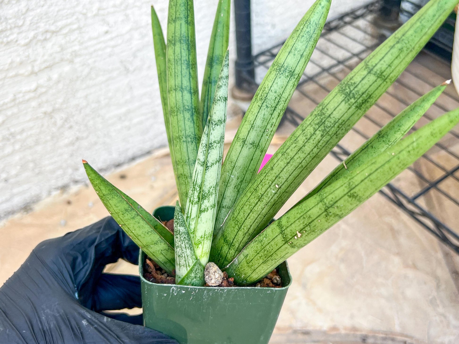 Big Sansevieria Silver Crown (#C7) (Pink) | Rare Imported Snake Plant