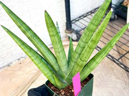 Big Sansevieria Silver Crown (#C7) (Pink) | Rare Imported Snake Plant
