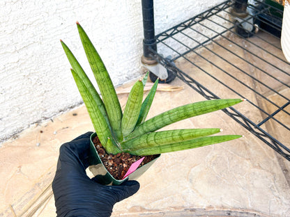Big Sansevieria Silver Crown (#C7) (Pink) | Rare Imported Snake Plant