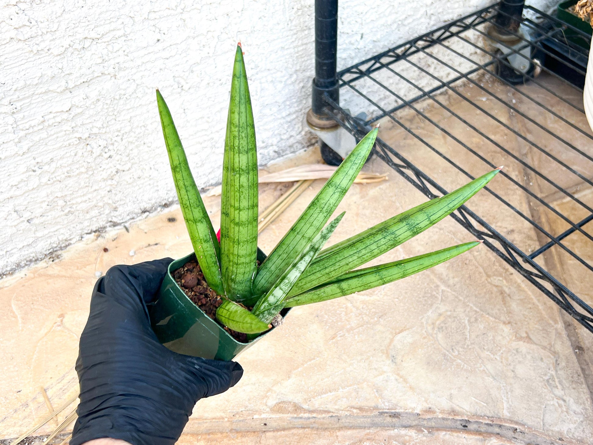 Big Sansevieria Silver Crown (#C7) (Pink) | Rare Imported Snake Plant