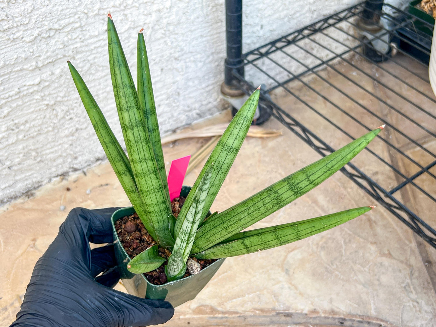 Big Sansevieria Silver Crown (#C7) (Pink) | Rare Imported Snake Plant