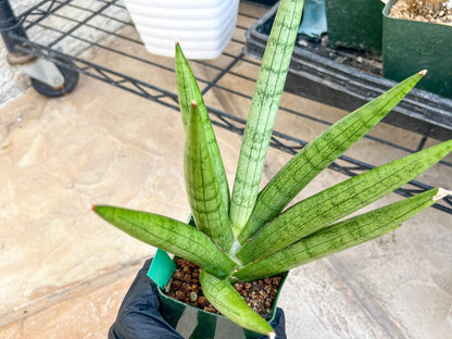 Big Sansevieria Silver Crown (#C7) (Green) | Rare Imported Snake Plant