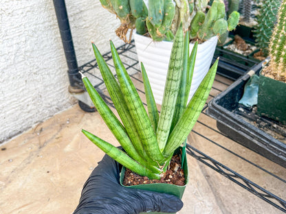 Big Sansevieria Silver Crown (#C7) (Green) | Rare Imported Snake Plant