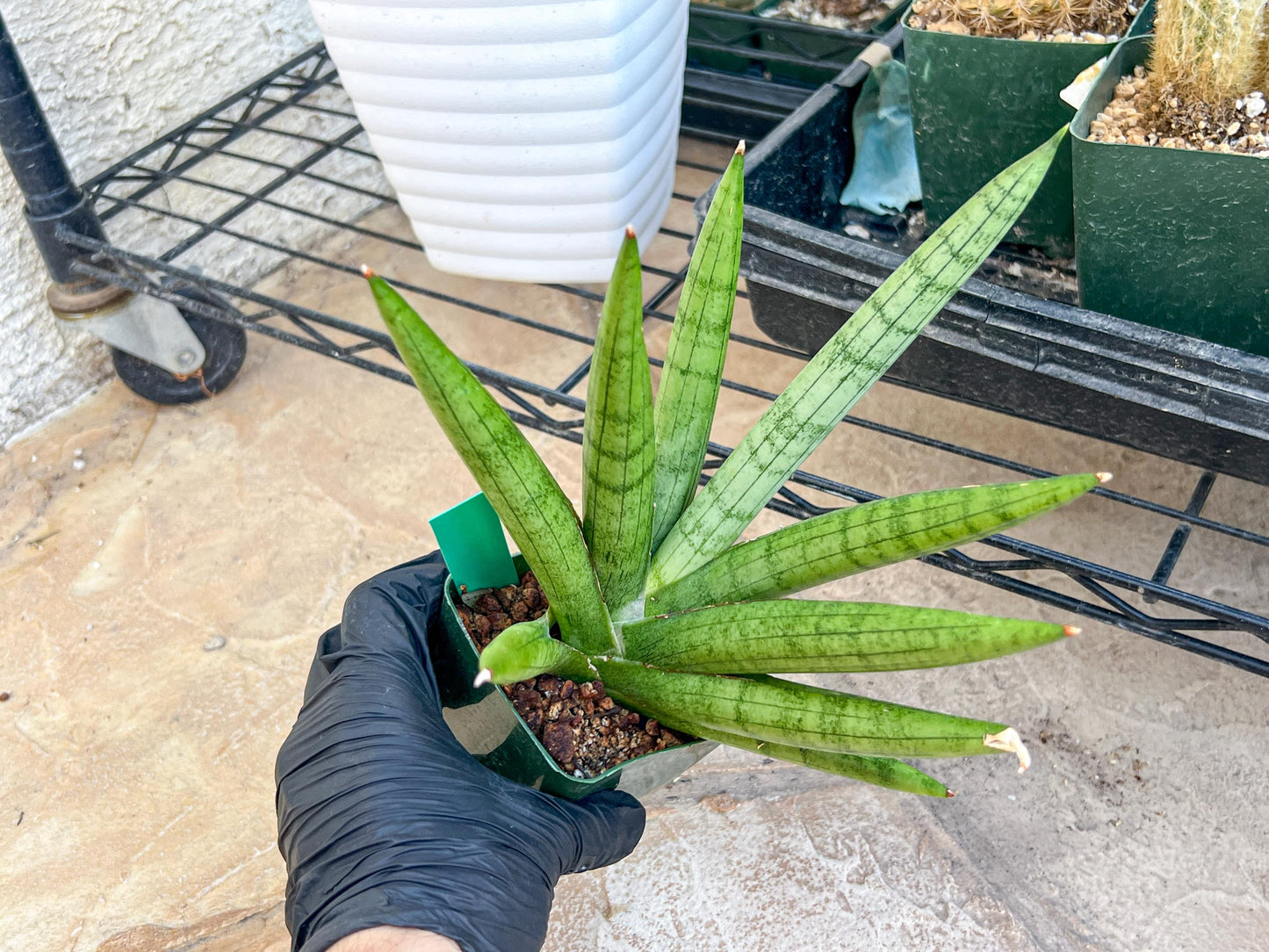 Big Sansevieria Silver Crown (#C7) (Green) | Rare Imported Snake Plant