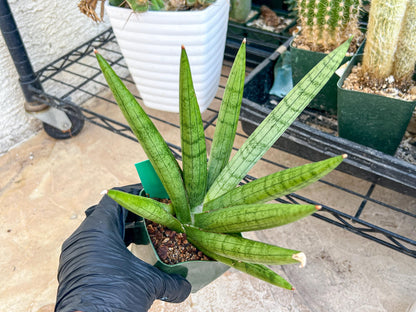 Big Sansevieria Silver Crown (#C7) (Green) | Rare Imported Snake Plant