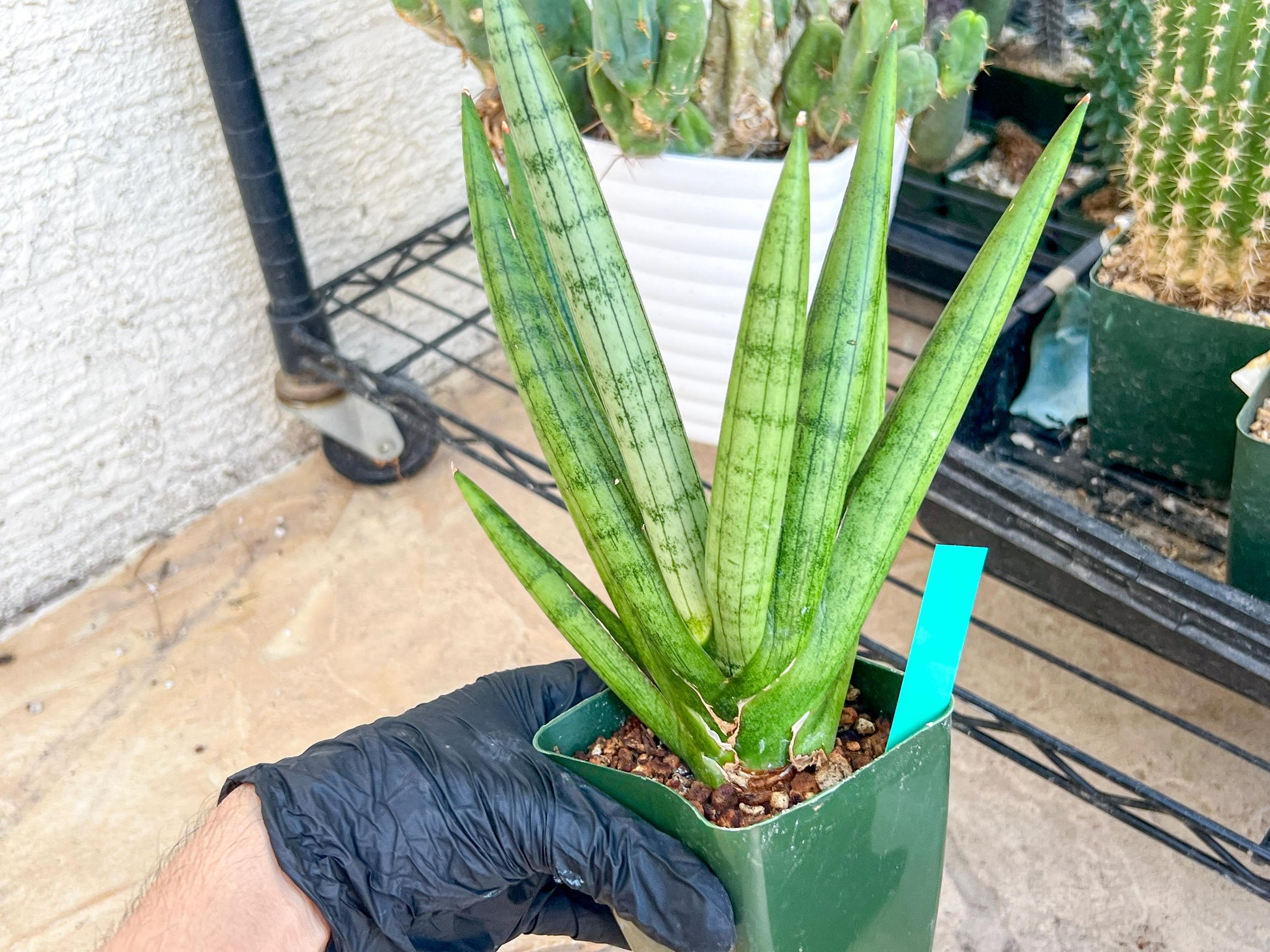 Big Sansevieria Silver Crown (#C7) (Green) | Rare Imported Snake Plant
