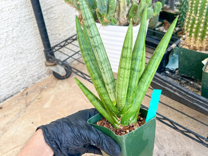 Big Sansevieria Silver Crown (#C7) (Green) | Rare Imported Snake Plant