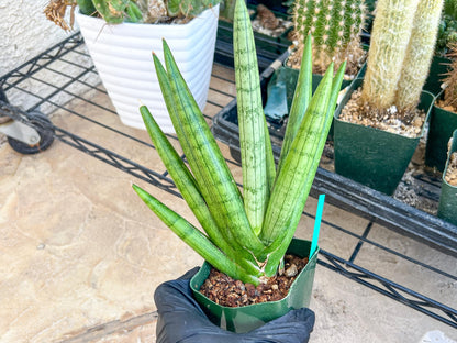 Big Sansevieria Silver Crown (#C7) (Green) | Rare Imported Snake Plant