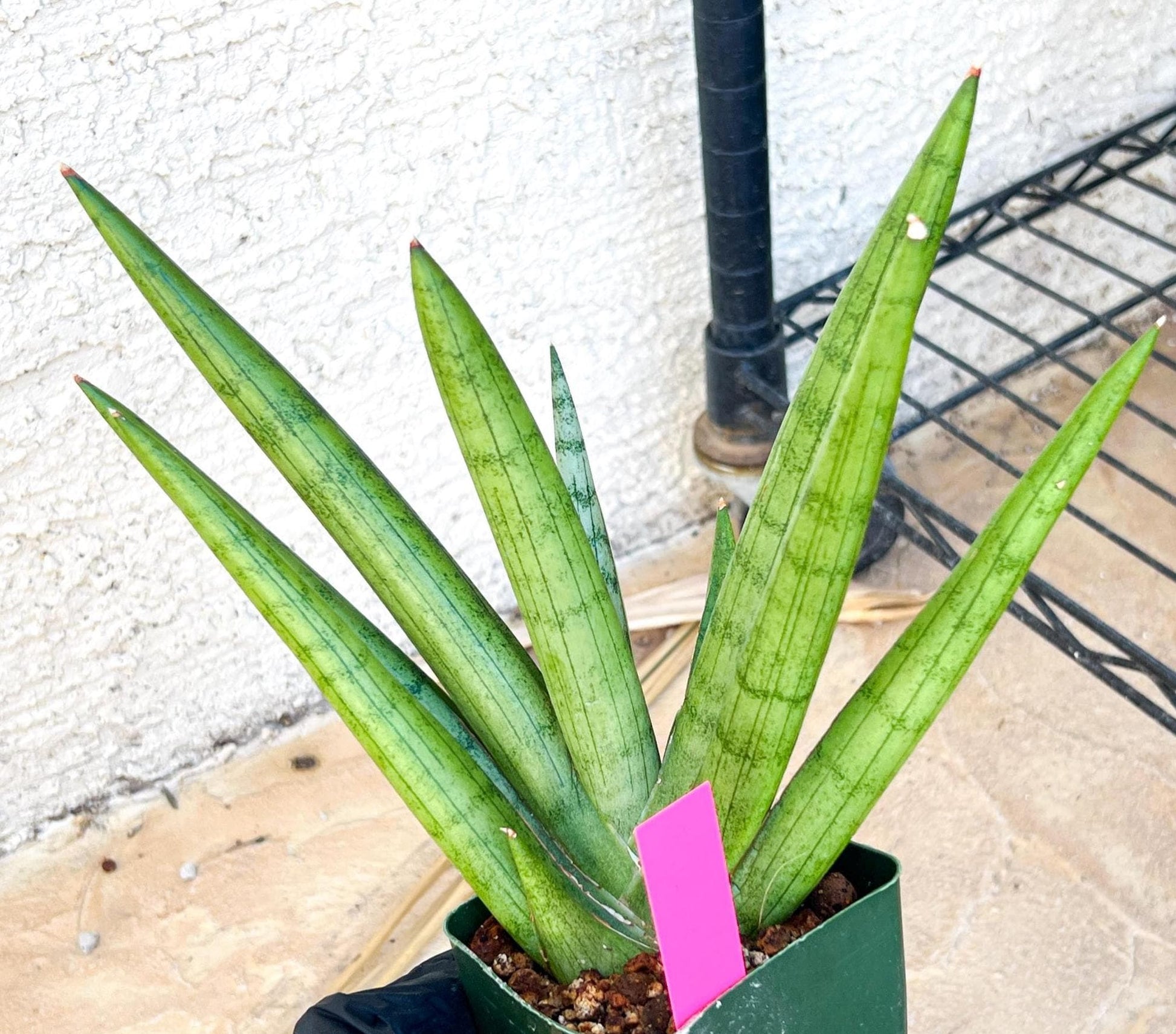 Big Sansevieria Silver Crown (#C7) (Pink) | Rare Imported Snake Plant