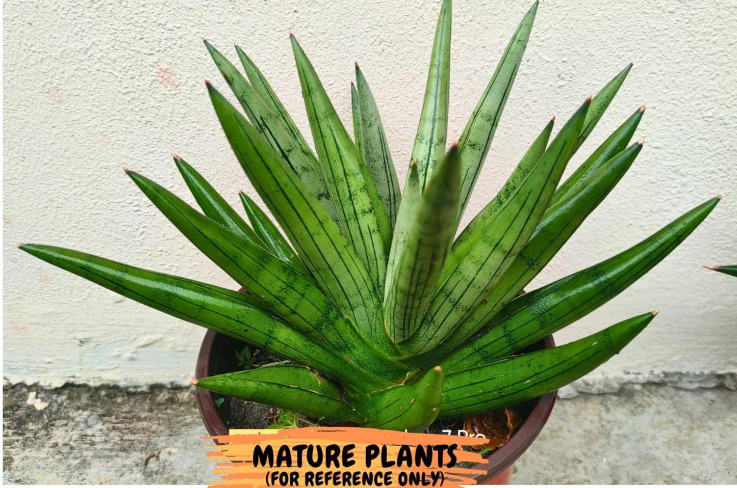 Big Sansevieria Silver Crown (#C7) (Pink) | Rare Imported Snake Plant