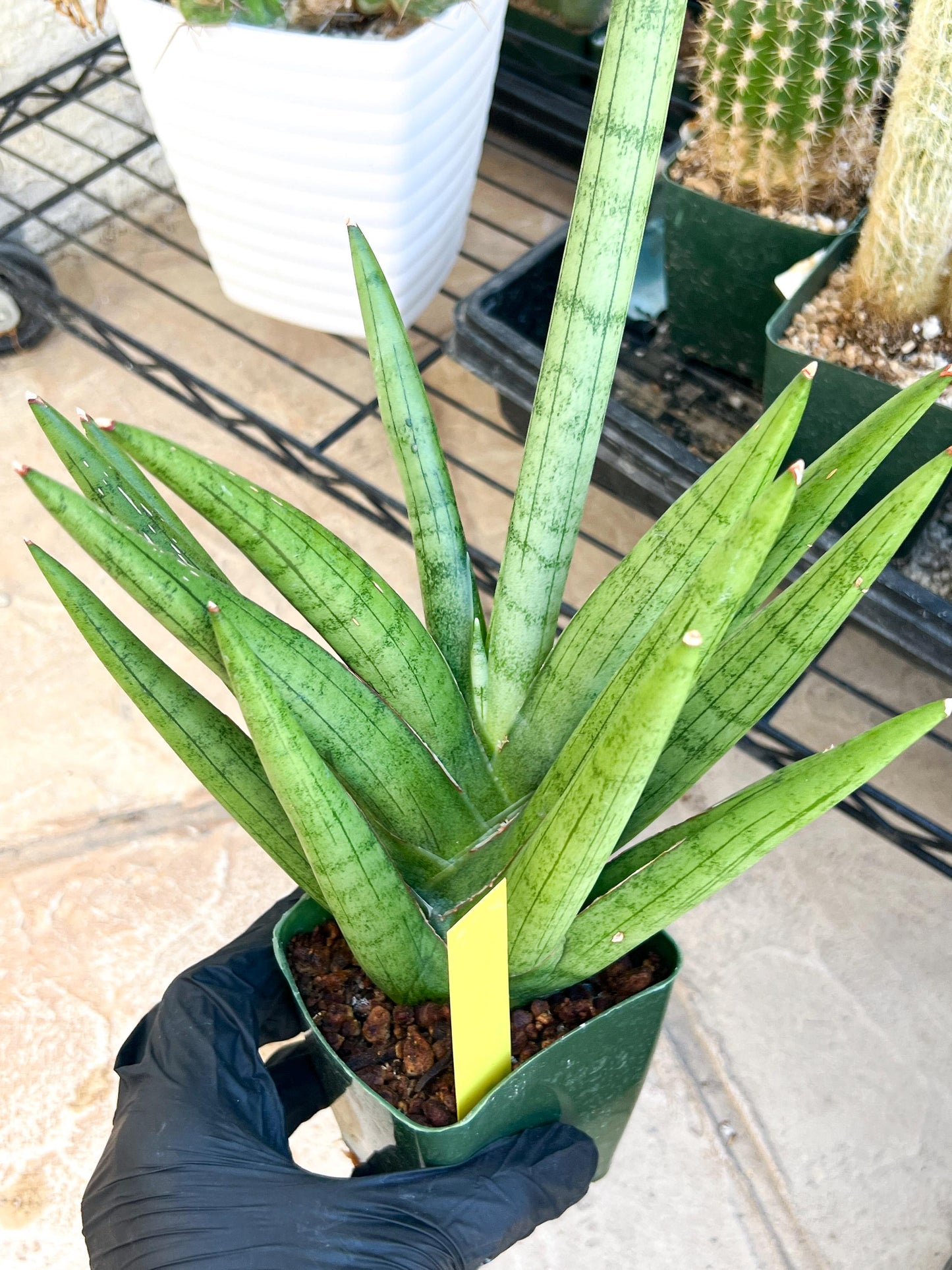 Sansevieria Silver Crown Medium (#C7) | Rare Imported Snake Plant
