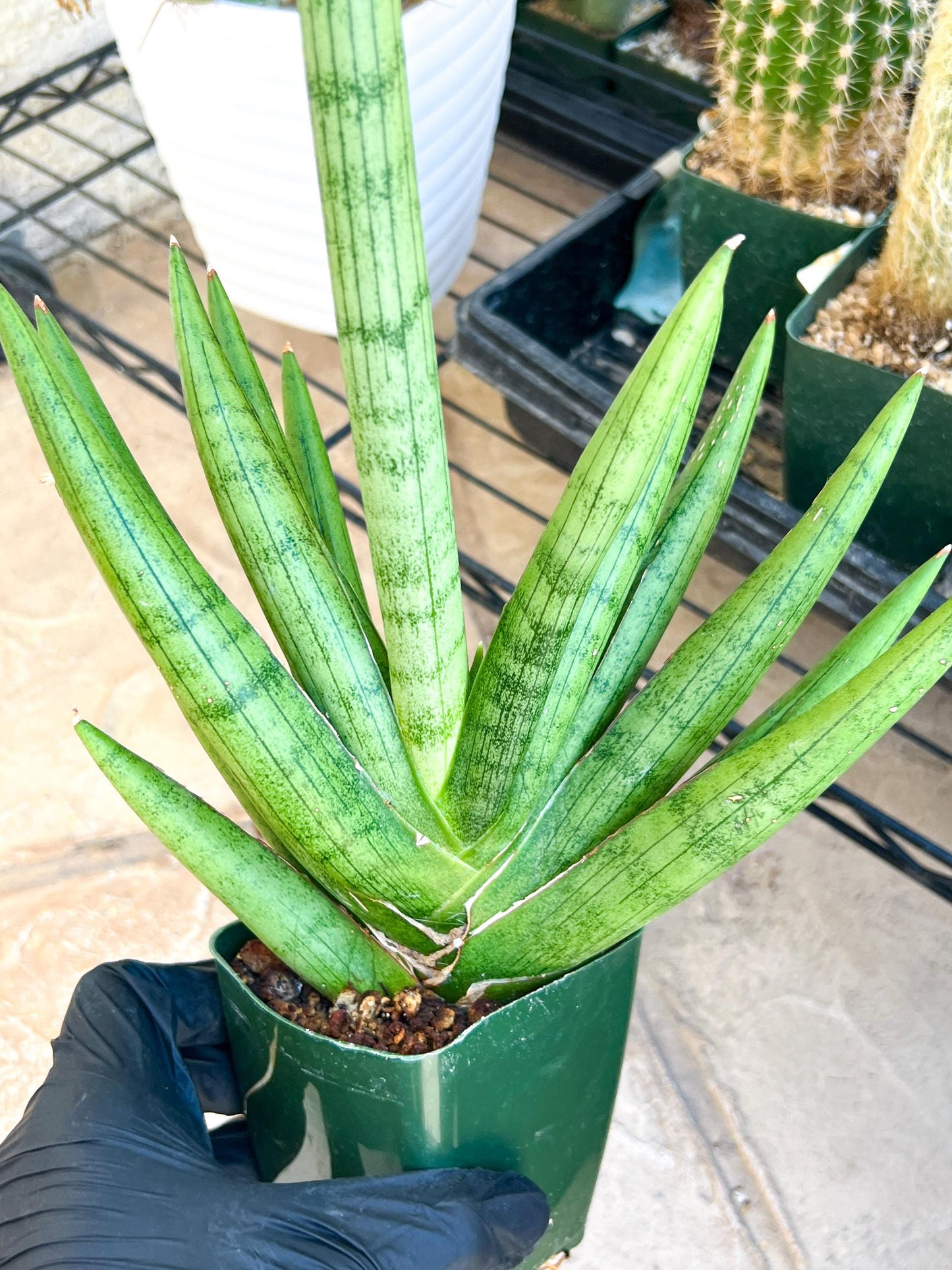 Sansevieria Silver Crown Medium (#C7) | Rare Imported Snake Plant