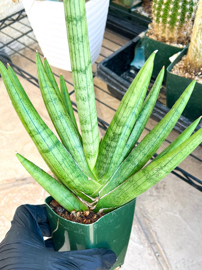 Sansevieria Silver Crown Medium (#C7) | Rare Imported Snake Plant